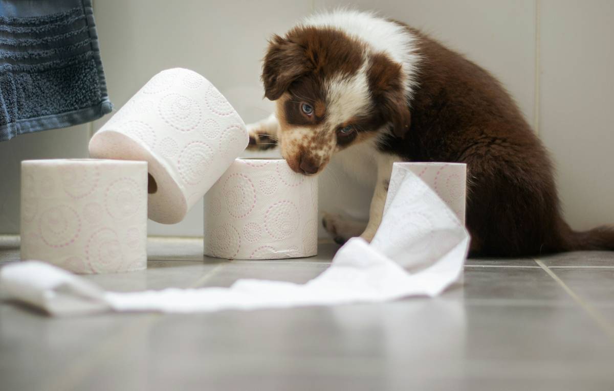 Infographic showing harmful vs. safe ingredients in scented wet wipes for dogs: red flags include artificial fragrance, alcohol, parabens; green lights include chamomile extract, aloe vera, and oatmeal